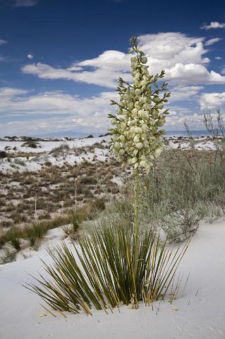 070 White Sands National Monument.jpg